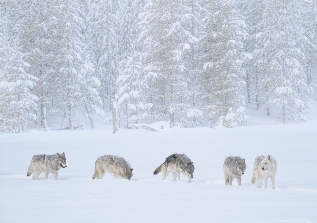 Wolves, Yellowstone National Park, USA