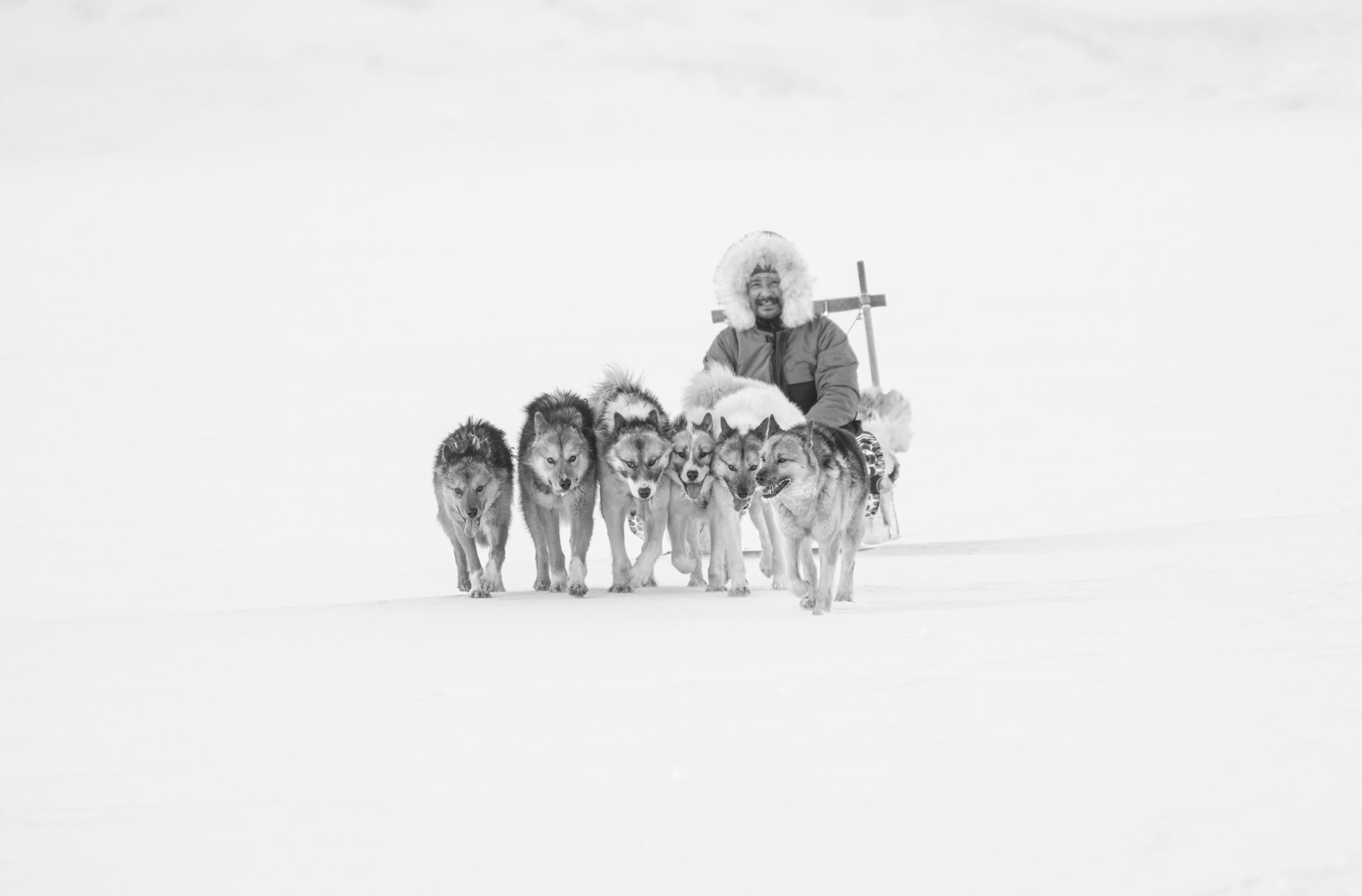 sled-dog-team-ii-arctic-greenland